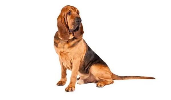 三角洲寻血猎犬什么价格(寻血猎犬多少钱一只(纯种)) 三角洲寻血猎犬什么价格(寻血猎犬多少钱一只(纯种))